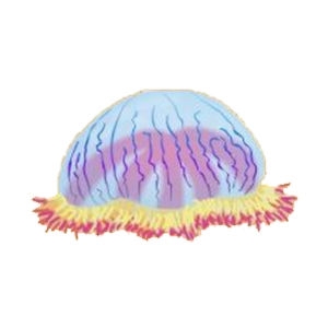Flowerhat Jellyfish